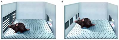 Impaired Performance of the Q175 Mouse Model of Huntington’s Disease in the Touch Screen Paired Associates Learning Task